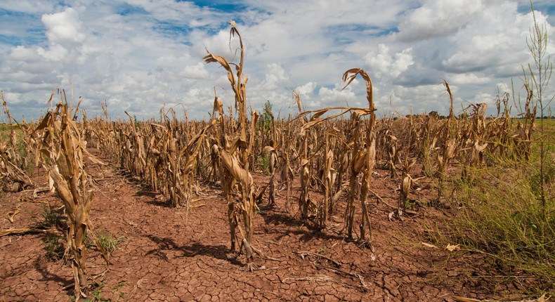 Crops dry out due to lack of rains