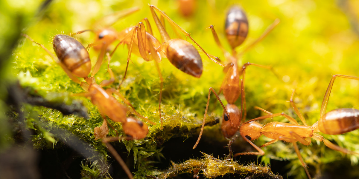 Australia. Szalone mrówki plują kwasem i zabijają zwierzęta.