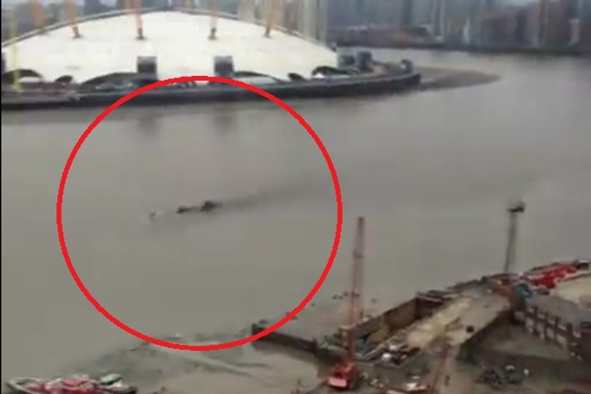 "Čudovište" iz Temze