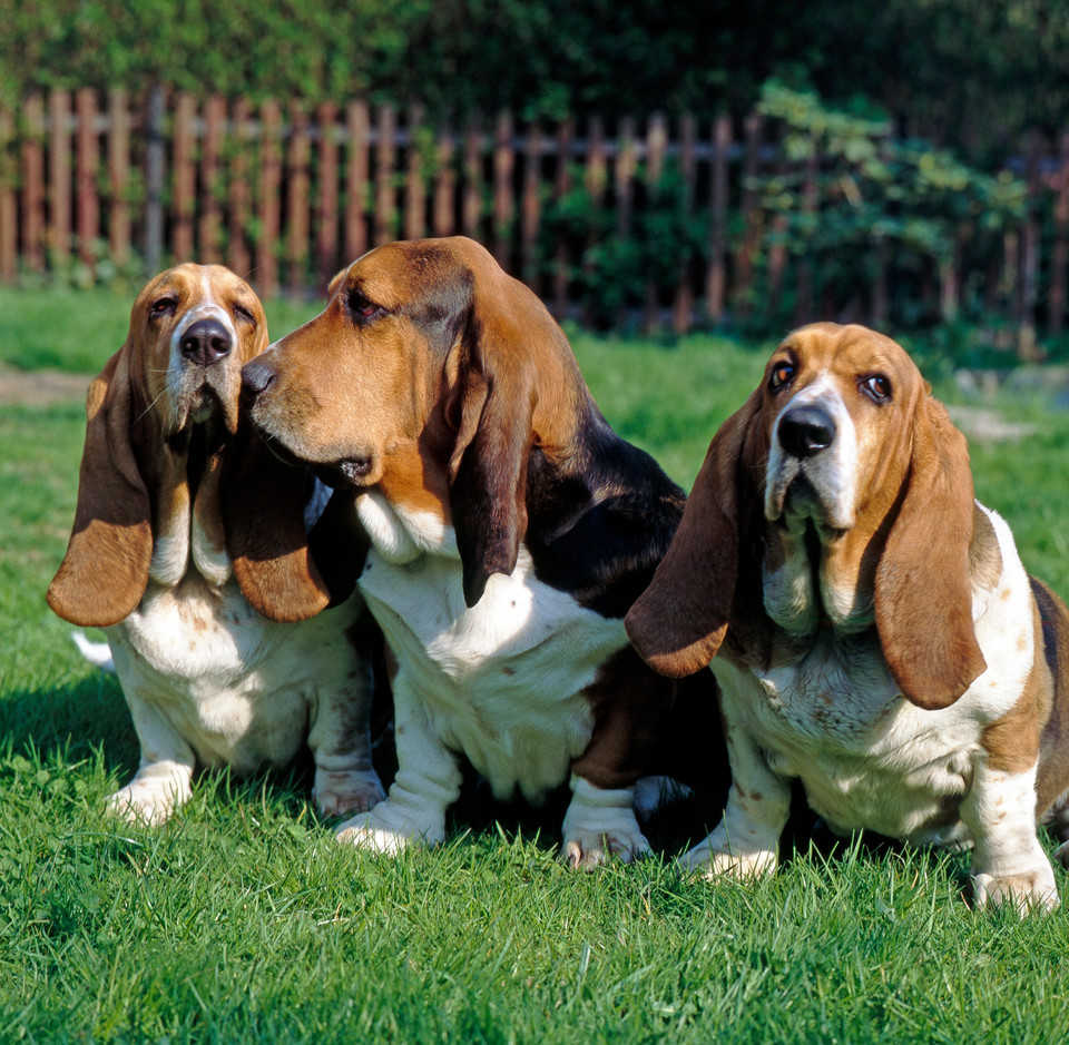 7. Basset