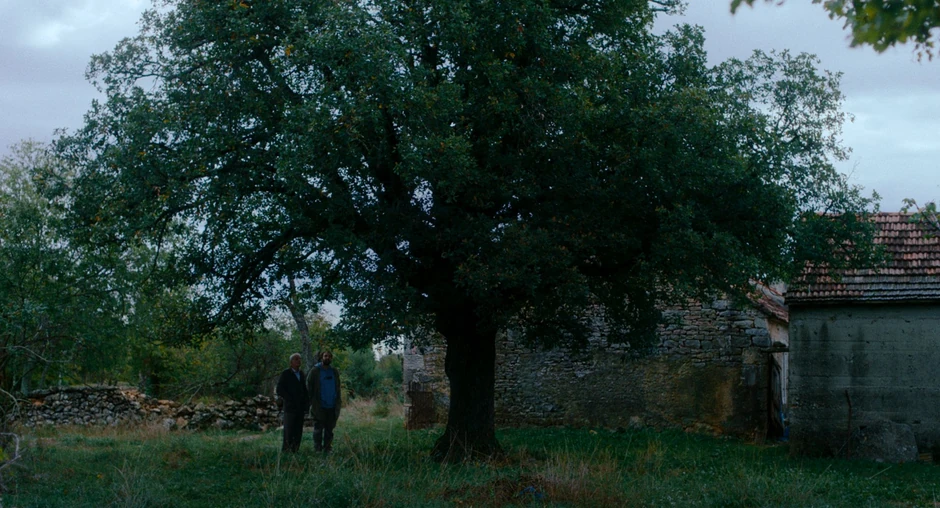 Kako je ovde tako zeleno?