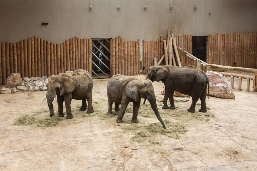 Zoo znów będzie czynne