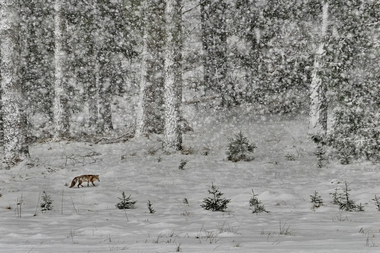 Śnieżyca w lesie napiwodzko-ramuckim na Warmii. Polska, 6 marca 2011r., BZ WBK Press Foto 2011 Wyróżnienie 1 | Przyroda i środowisko naturalne Piotr Placzkowski Reporter