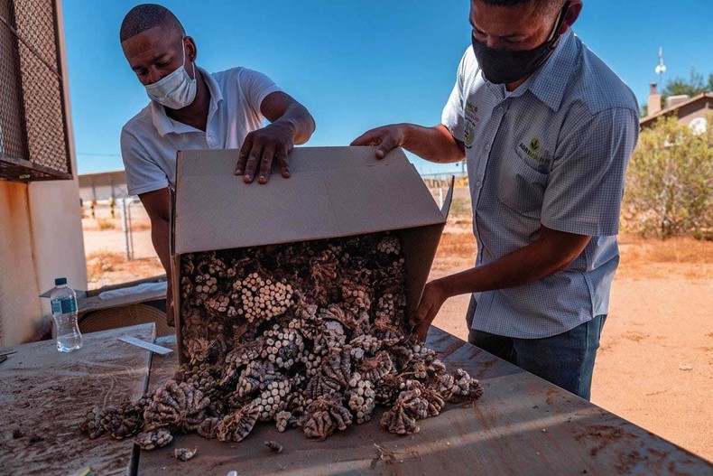 South Africa plant poaching