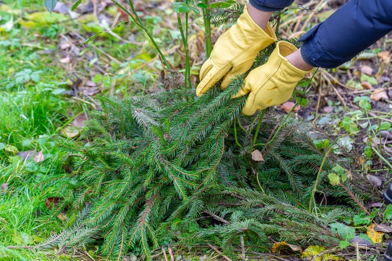 przykrywanie roślin przed mrozem - stroisz