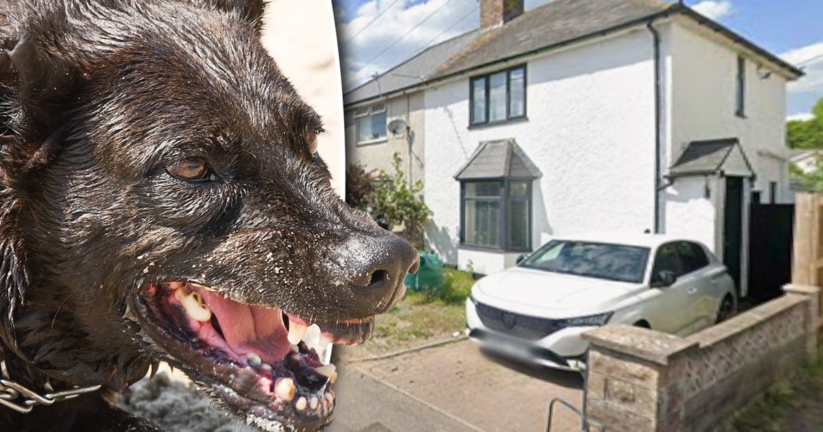 Pies zagryzł niemowlę. Szokujące okoliczności. Wiadomo, co ze zwierzęciem