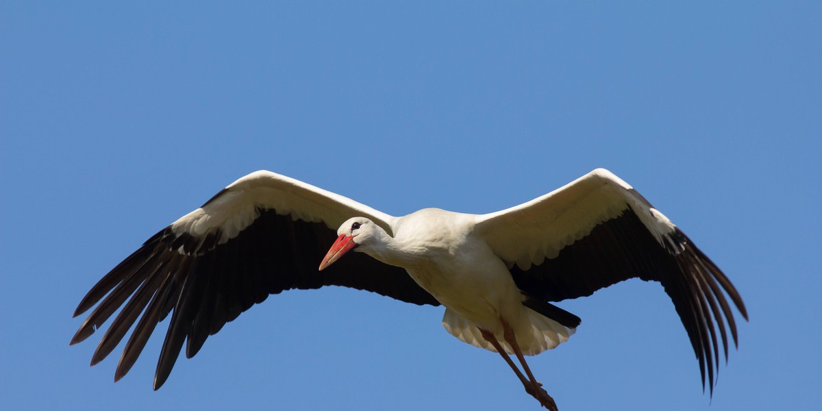 bocian bociany migracja