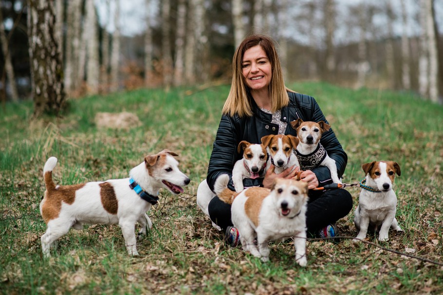 Jack russell terrier to rasa, która ma duże wzięcie wśród indywidualnych nabywców w Polsce. Hoduje je Patrycja Kowalka z Brodnicy.