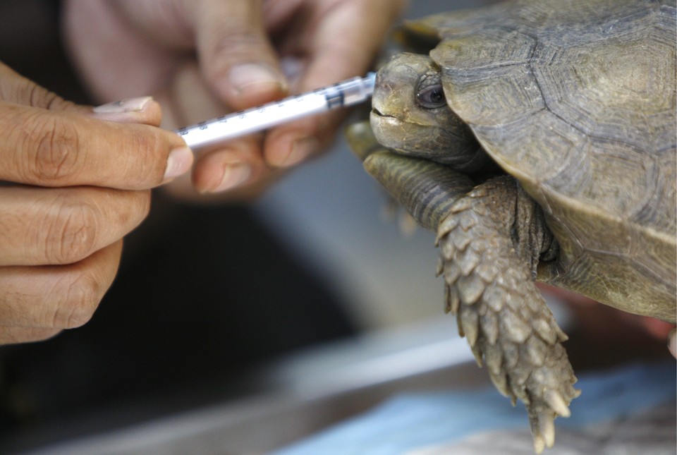 SINGAPORE FEATURE PACKAGE ZOO VETERINARIANS