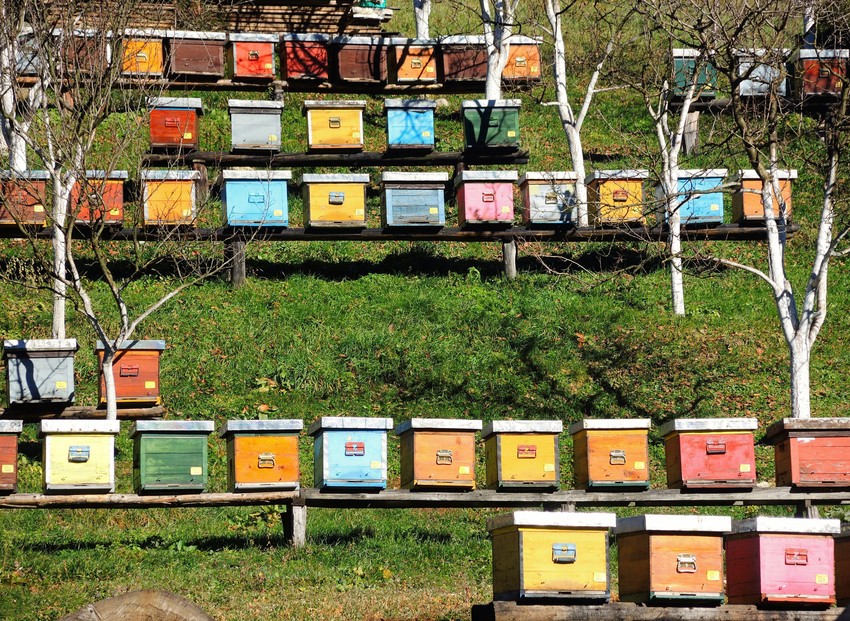  Med koji se dobija u gradu je sasvim zdrav