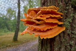 Ten grzyb smakuje jak kurczak. Sezon na niego właśnie się rozpoczął