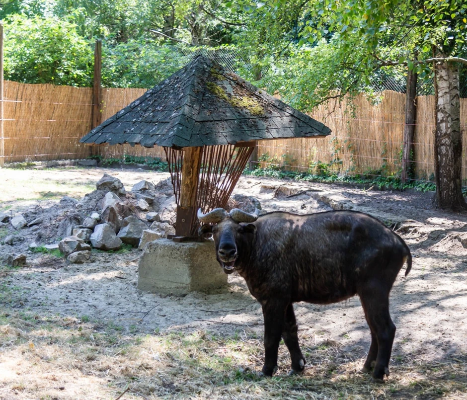 Takini u ZOO vrtu na Paliću