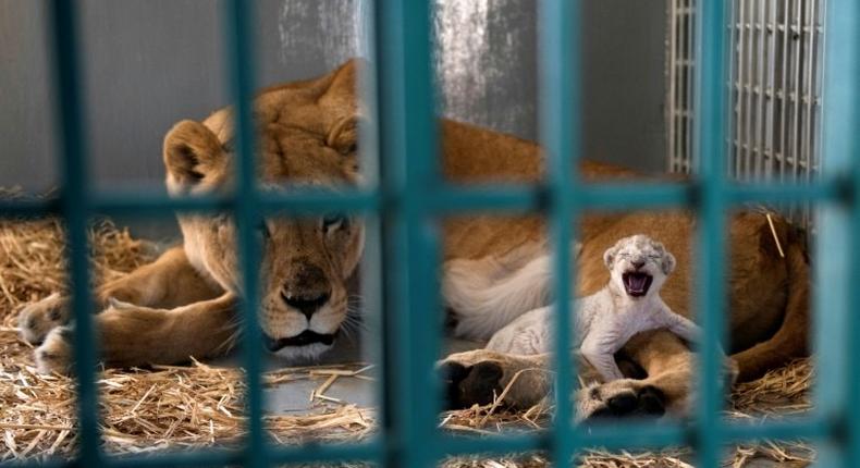 Shortly after arriving on Saturday, the pregnant lioness, named Dana, went into labour and gave birth to a healthy cub that was called Hajar