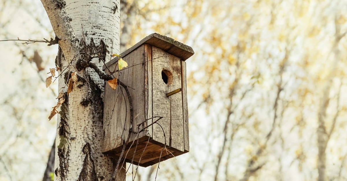 Jeśli posiadasz budki dla ptaków, zrób to po 15 października