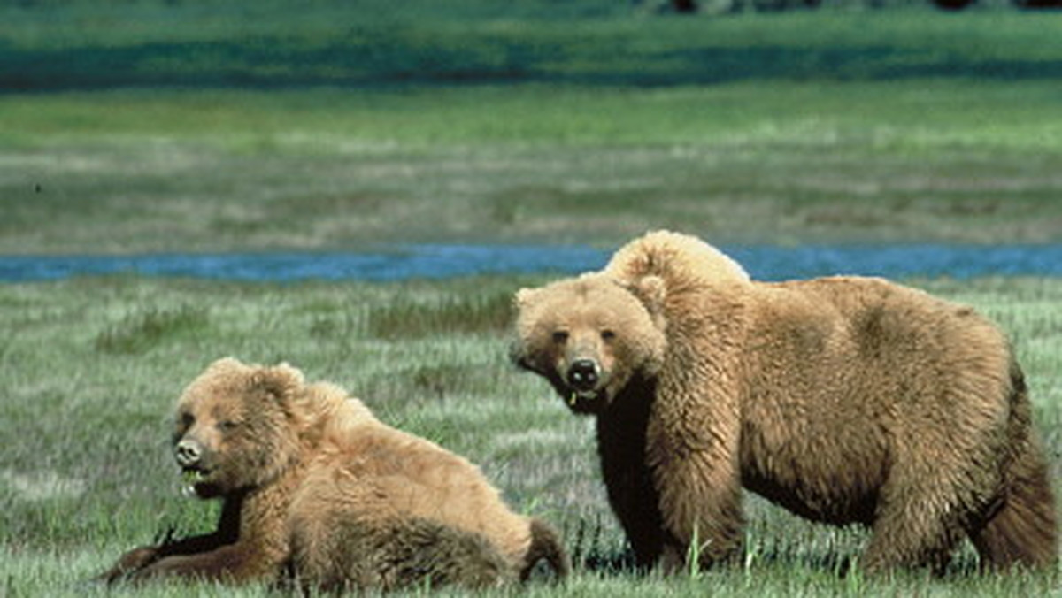 Policja poszukuje niedźwiedzia grizzly, który niedaleko Parku Narodowego Yellowstone, w USA, zabił 70-letniego mężczyznę - poinformował serwis CNN.