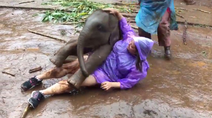 Letarolta a nőt a szeretetéhes elefántbébi /Fotó: YouTube