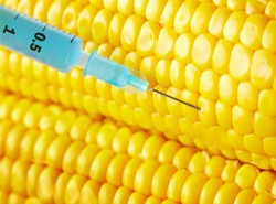 Zmutowane rośliny zagrażają Polakom