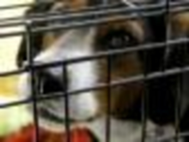 Niepotrzebnie się męczy psy przed ich rychłą śmiercią, wyciągając pieniądze od ich właścicieli – mówi Marcin Suszyński