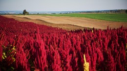 amarantus, pigweed