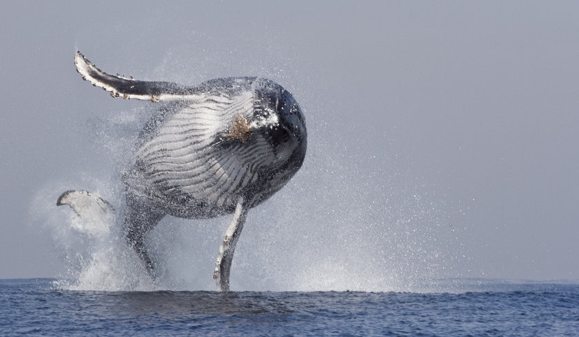 Wieloryb w locie