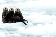 Wydry morskie (Enhydra lutris) odpoczywają na lodzie, Alaska