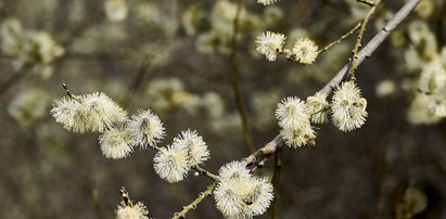 Termometry oszaleją. Czeka nas wiosenny weekend [PROGNOZA]