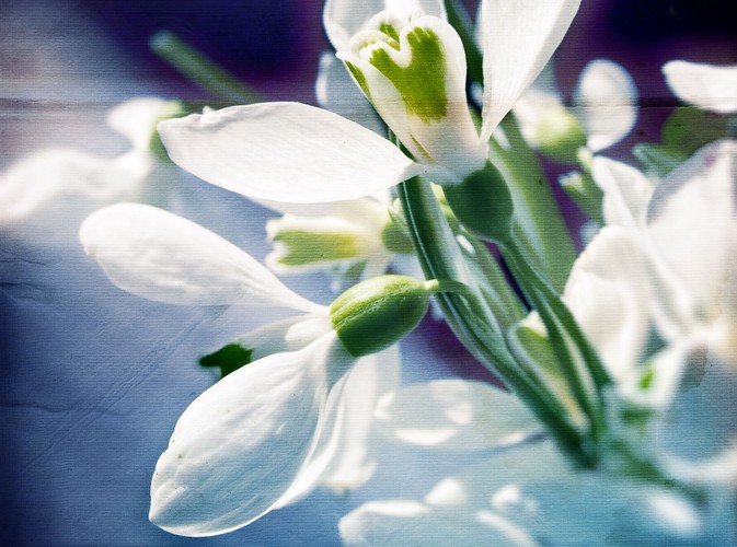 Przebiśnieg dla zdrowia