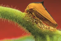 Z cierniem na grzbiecie. Naukowcy nie są pewni, czemu służy ta struktura