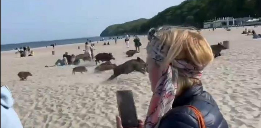 Ależ emocje na plaży w Gdyni! Stado dzików pogoniło plażowiczów [WIDEO]