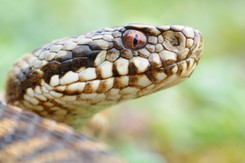 Żmije w Bieszczadach. Węże szukają miejsc do zimowania