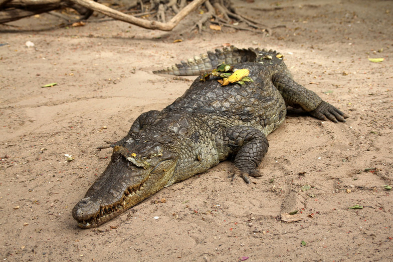 Krokodyl z Kachikally, Bakau