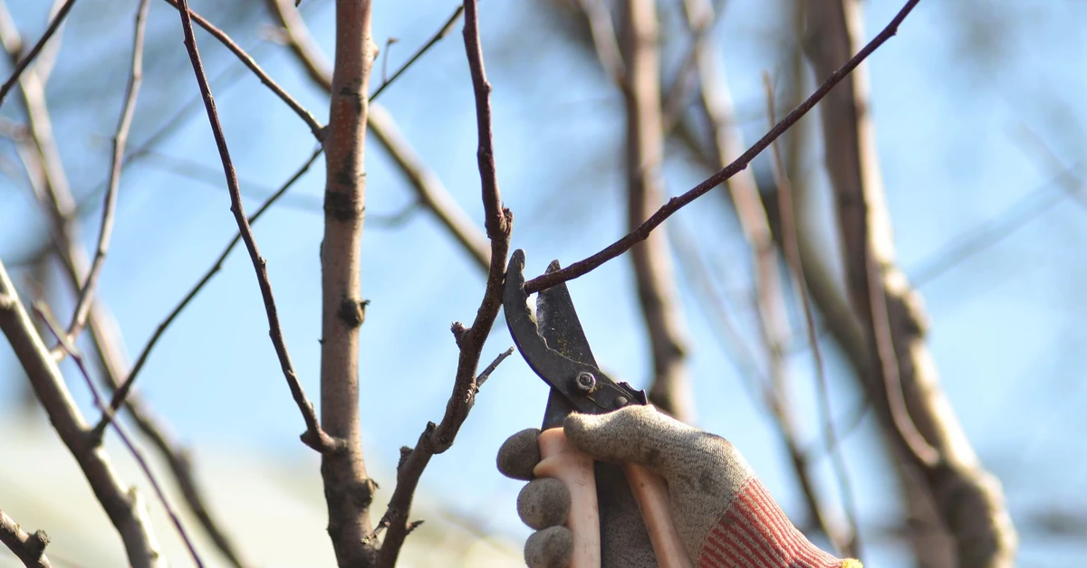 Cięcie drzew owocowych - kiedy? Jakie drzewa i krzewy przycinać w styczniu? Do kiedy można przycinać drzewa owocowe?