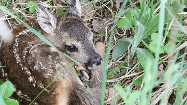 Lekarz weterynarii: małe sarny znalezione w trawie nie potrzebują pomocy