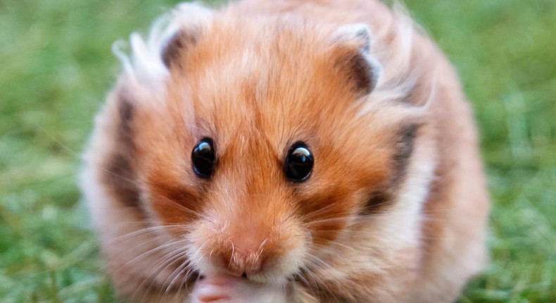 Not Chele, but a very good hamster nonetheless.Getty Images