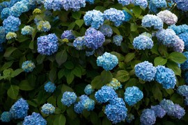 Evo kako da vam hortenzije POSTANU I OSTANU PLAVE: Zaboravite na trikove s interneta, ovo je jedini ispravan način