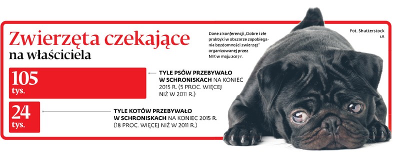 Zwierzęta czekające na właściciela