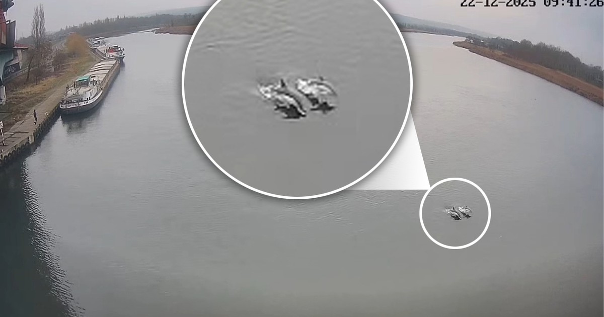 Eksperci zaskoczeni widokiem delfinów w Odrze w Szczecinie. "Prezent od Mikołaja"?