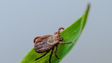 czy mróz zabija kleszcze? w jakiej temperaturze giną kleszcze? kleszcze a mróz zimą 2026 jaka temperatura zabija kleszcze