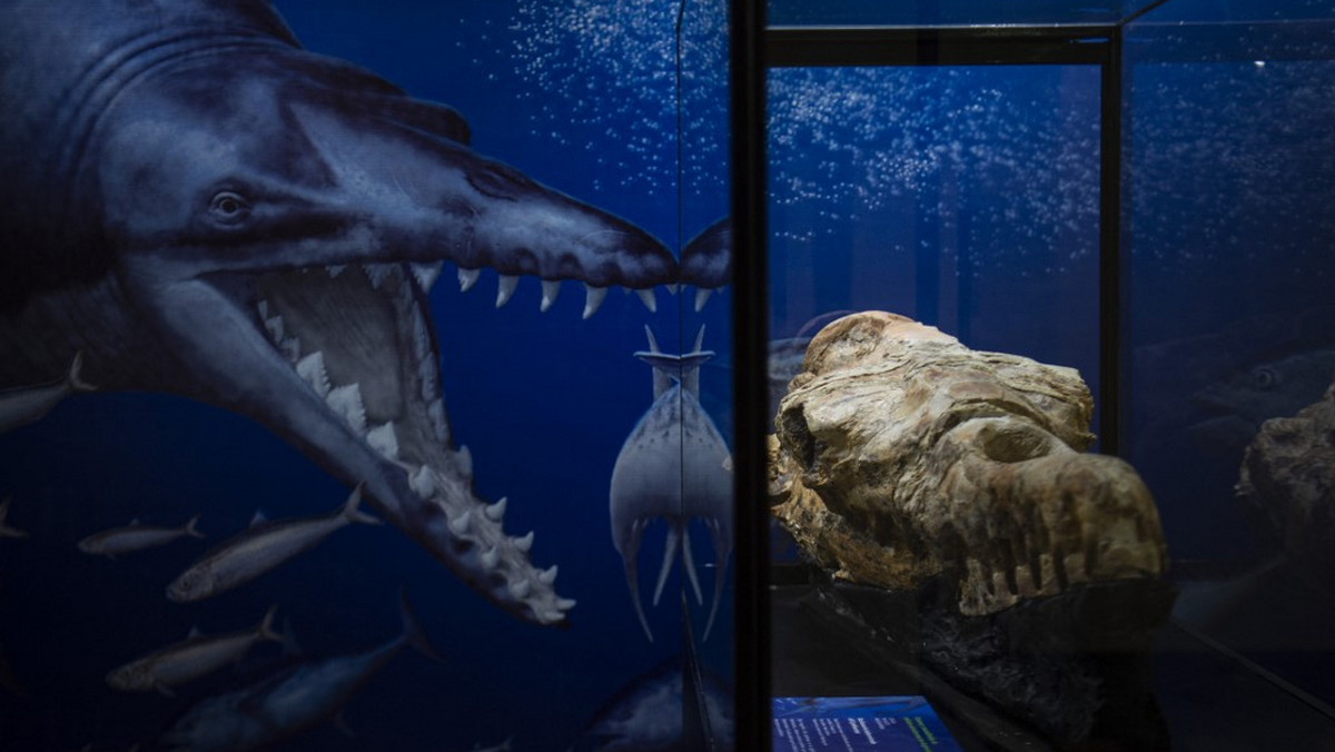 Skamieniały waleń bazylozaur sprzed 36 mln lat znaleziony w Peru