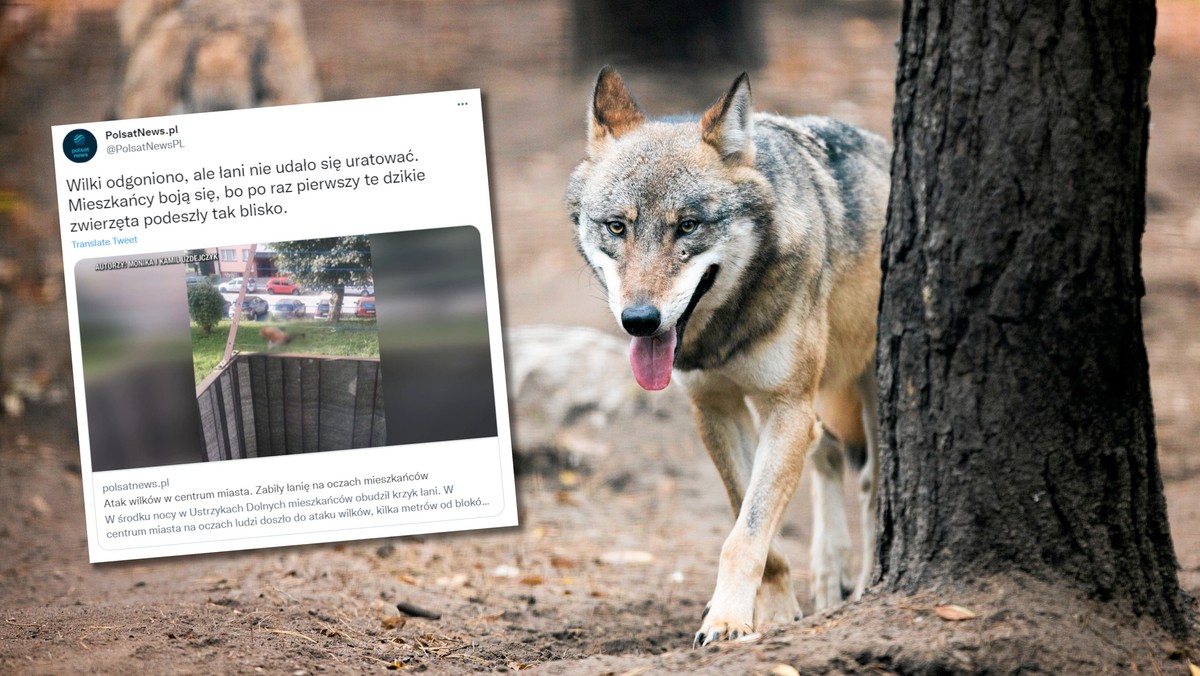 Atak wilków w centrum miasta. Zaatakowały łanię między blokami 