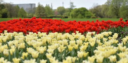 65 tys. tulipanów kwitnie w botaniku