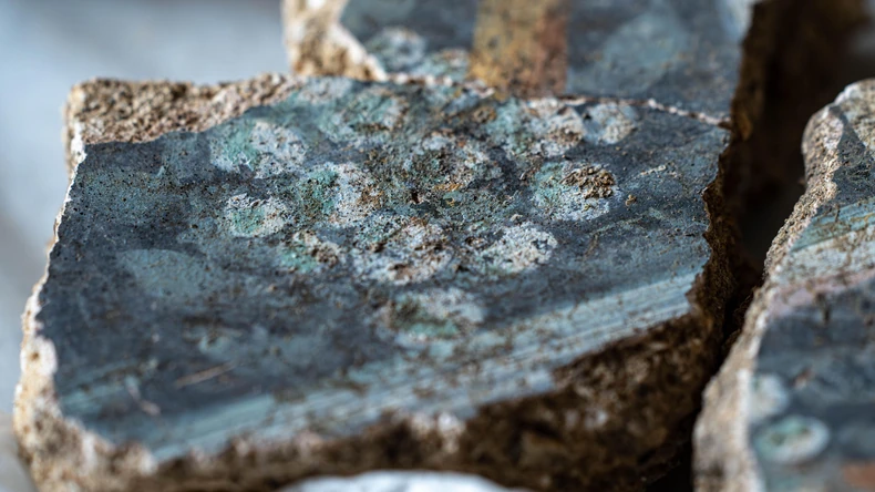 Oslikane su lokalne biljke poput imele | Foto: Tony Jolliffe/BBC News