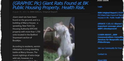 Szczur gigant zabity w Nowym Jorku