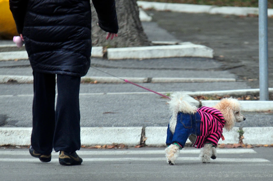 Najčešće kradu manje pse