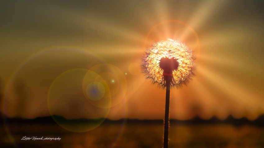 Željkove  fotografije