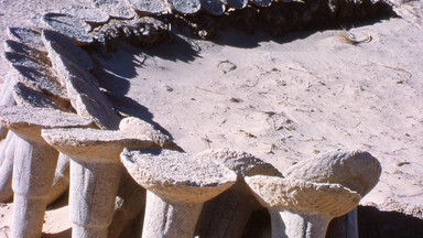 Kopacze soli z Sahary walczą o utrzymanie wielowiekowego dziedzictwa