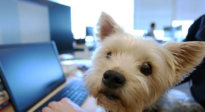 Pet-friendly office policies are a way for companies to help employee wellbeing and attract talent.