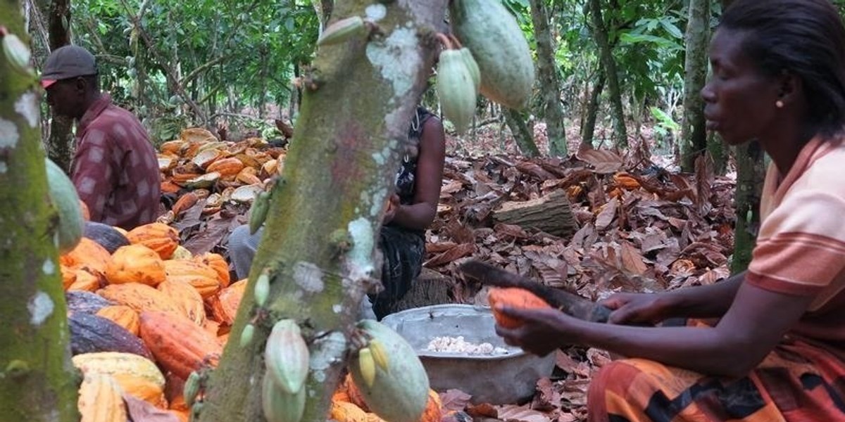 Cocoa farmers in Ghana will now receive 28 more for a bag of cocoa in