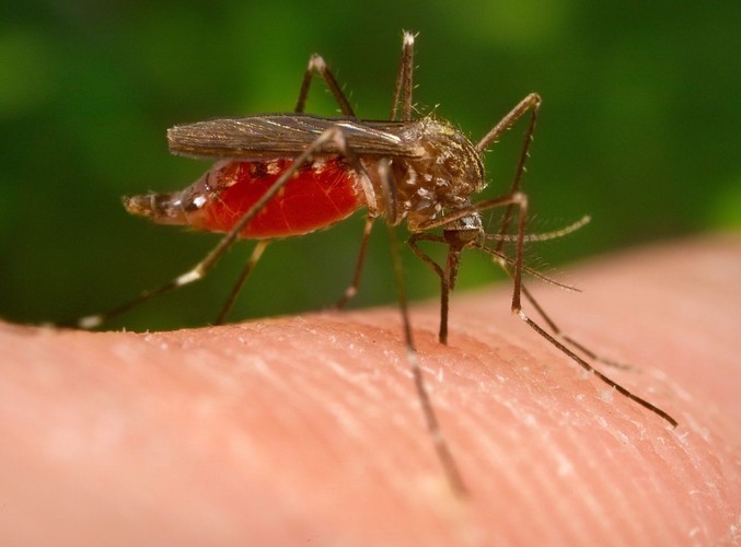 Wirus Zachodniego Nilu atakuje w USA