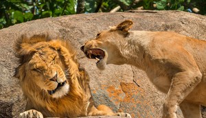 Nagging is a Universal Concept by Scott Frier. Scott Frier/Nikon Comedy Wildlife Awards